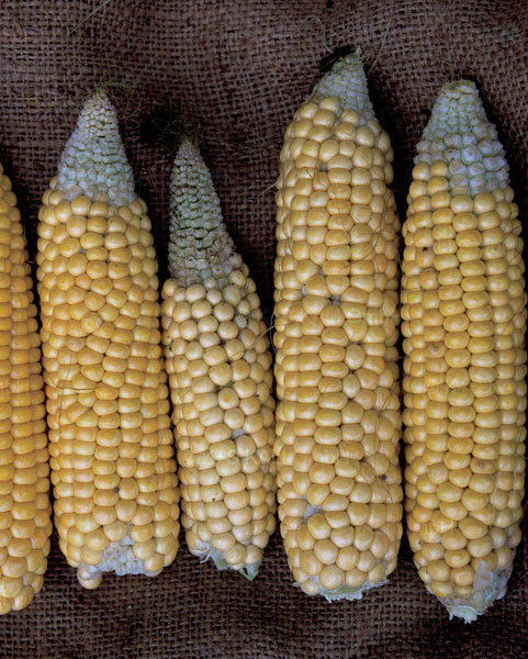 Maize deficiency of bor (B)