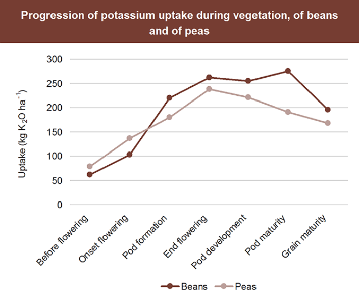 Progression of potassium uptake on beans and peas