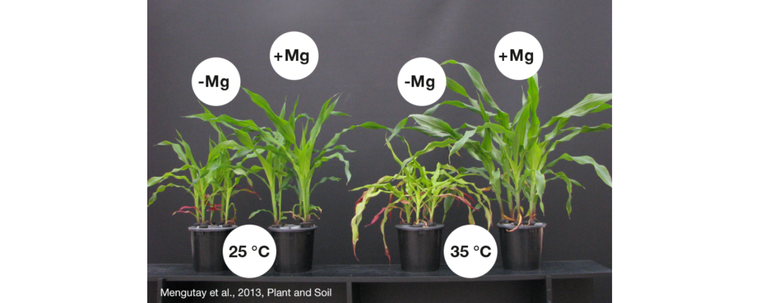 The corn stem deficient in Magnesium (-Mg) is retarded in growth compared to that with a good Magnesium supply (+Mg). At high temperatures of 35°C the effect is exacerbated.