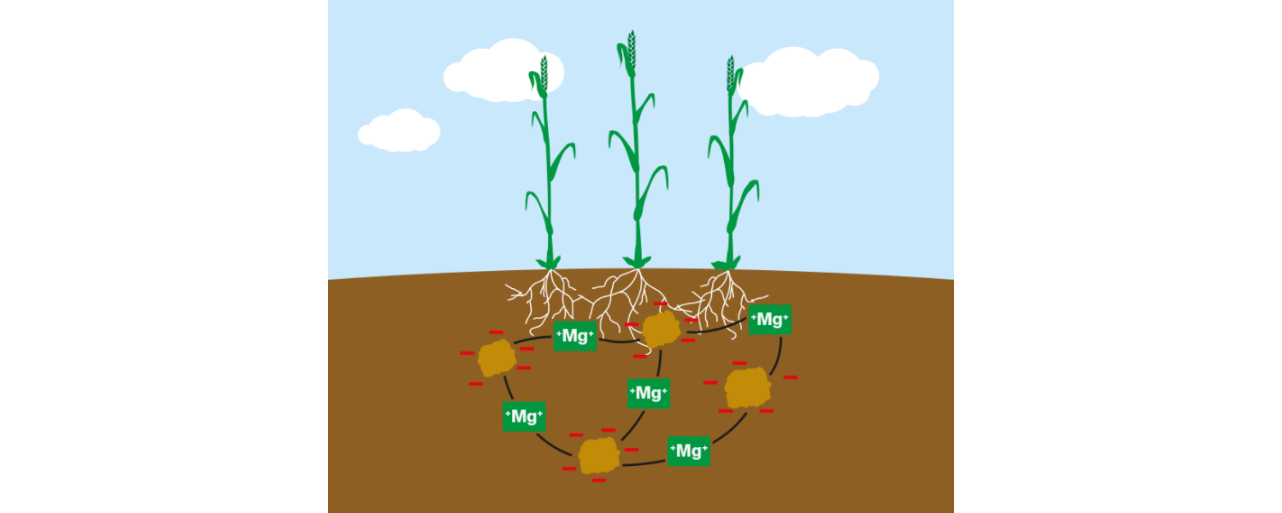 Magnesium stabilizes the soil structure