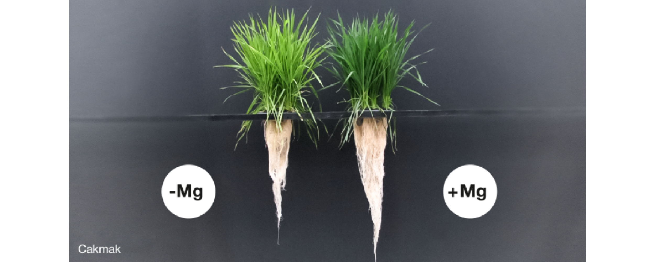 Magnesium deficiency (left) leads to reduced root growth.