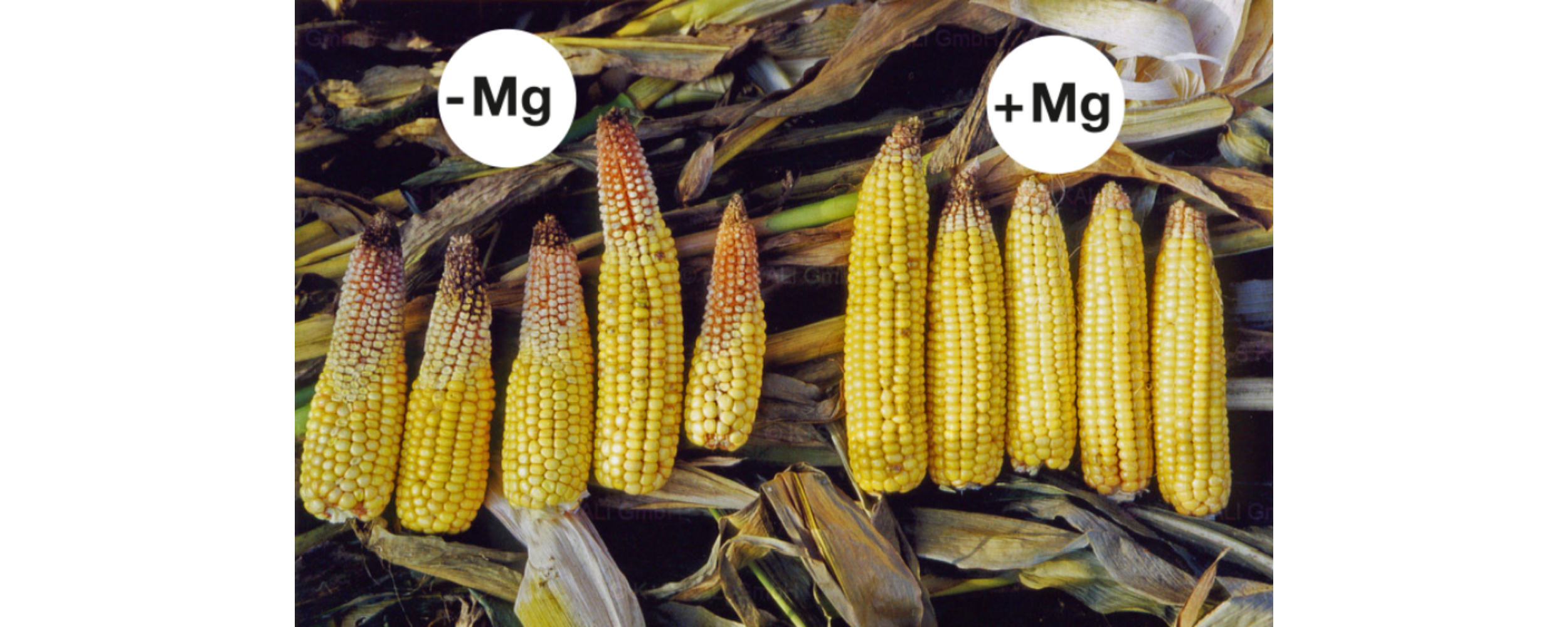 Magnesium promotes cob fullness in corn. Magnesium deficiency (left) causes some of the grain sites to die-off, because insufficient carbohydrates are transported to the cobs.