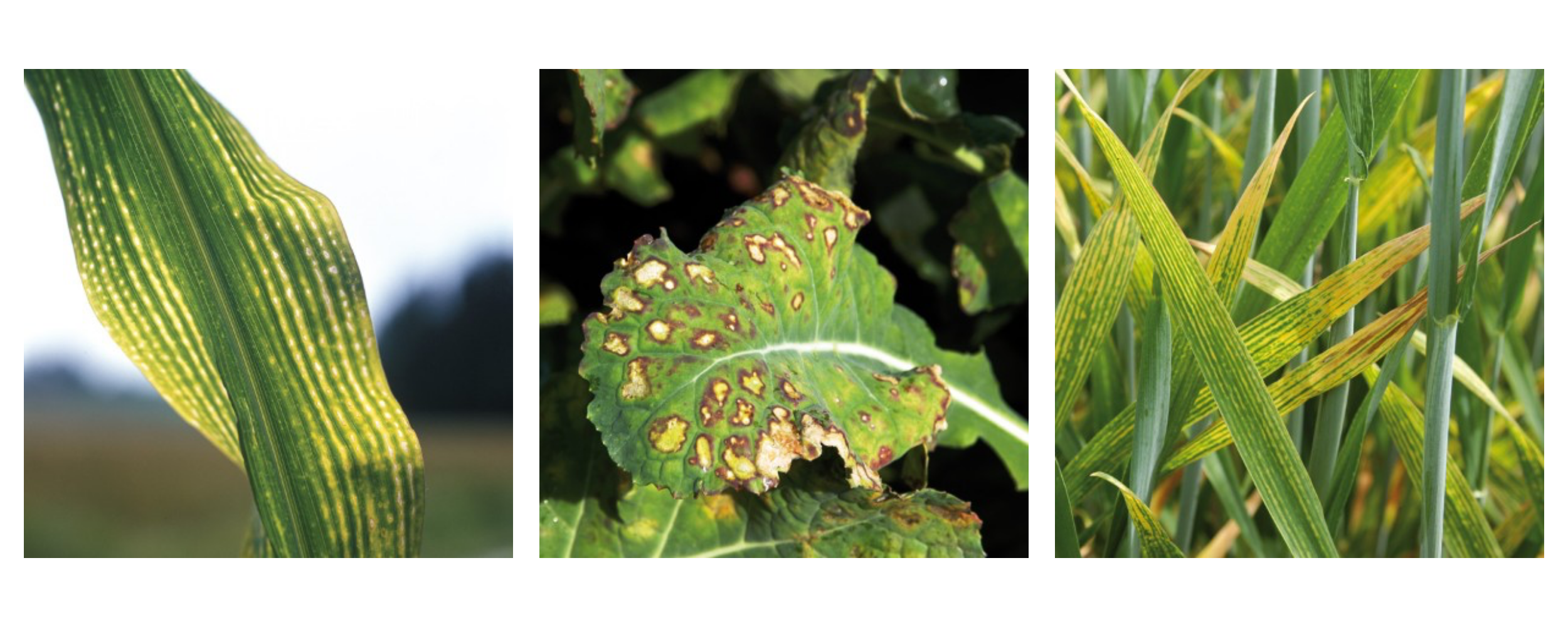 Magnesium deficiency symptoms in maize (left), oilseed rape (middle) und cereals (right).