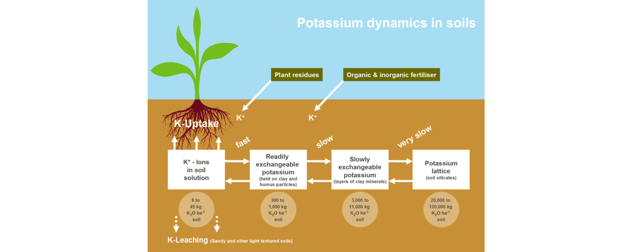 Potassium dynamics in soils