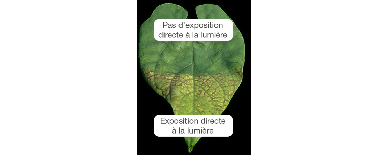 Les feuilles dont l’approvisionnement en Magnésium est plus limité présentent des symptômes visibles de carence. Des nécroses se développent en cas d’exposition solaire intense.