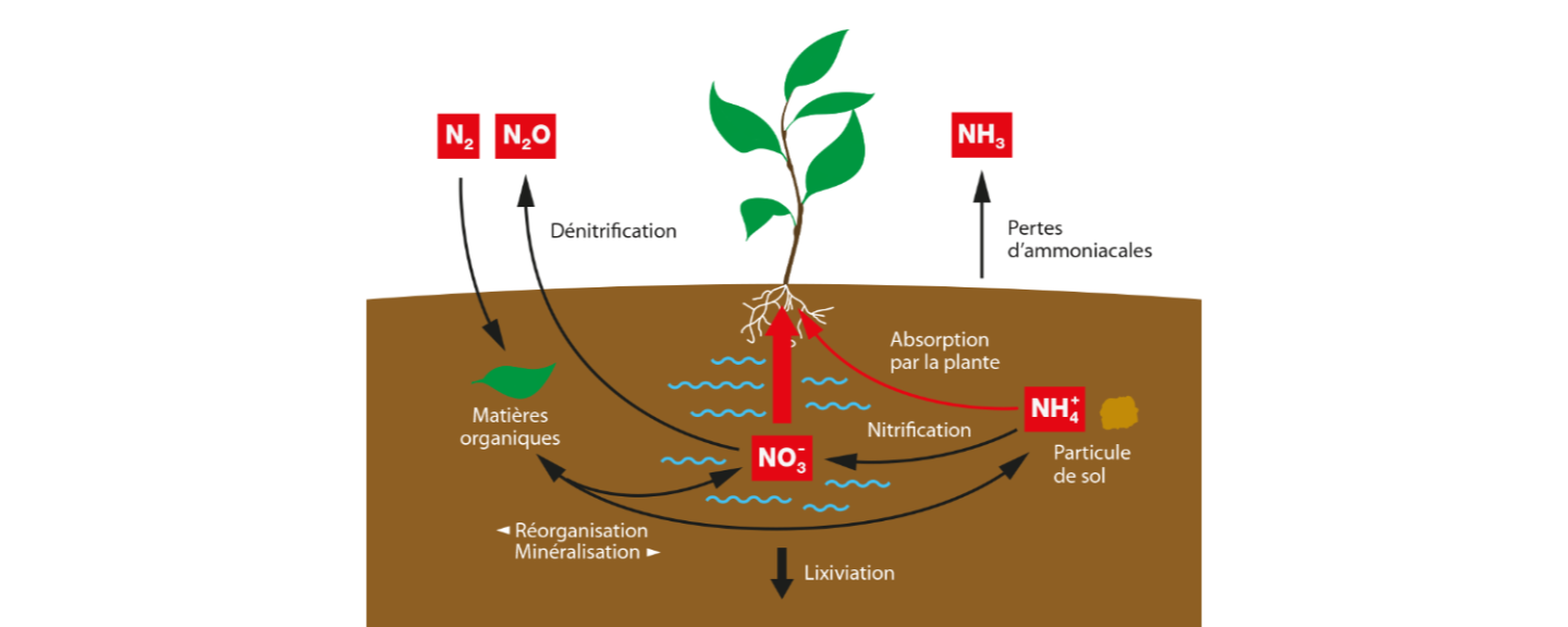 Le cycle de l'Azote agricole Le cycle de l'Azote agricole