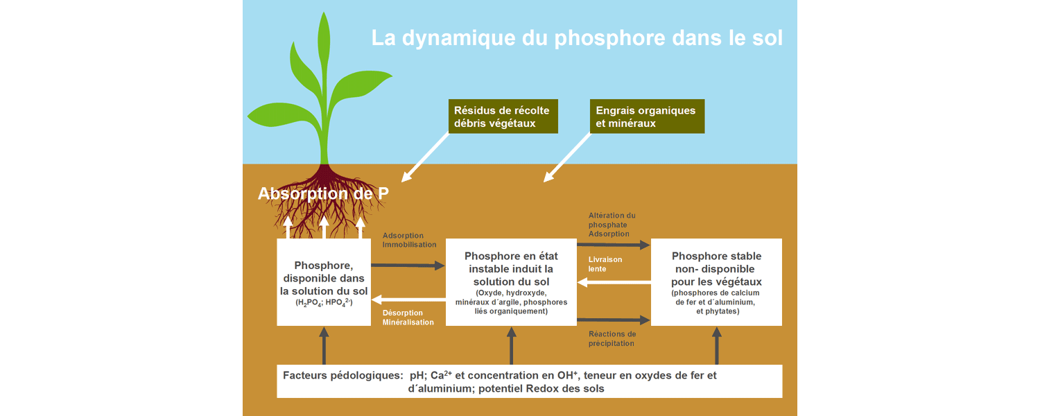 La dynamique du Potassium dans le sol