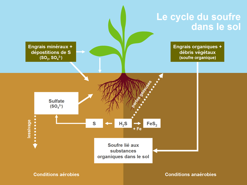 Le cycle du Soufre dans le sol Le cycle du Soufre dans le sol