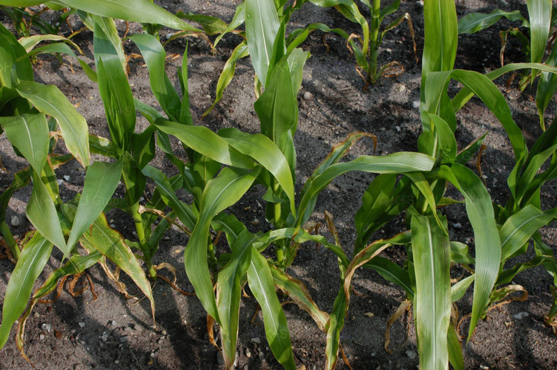 Maize deficiency of potassium (K)