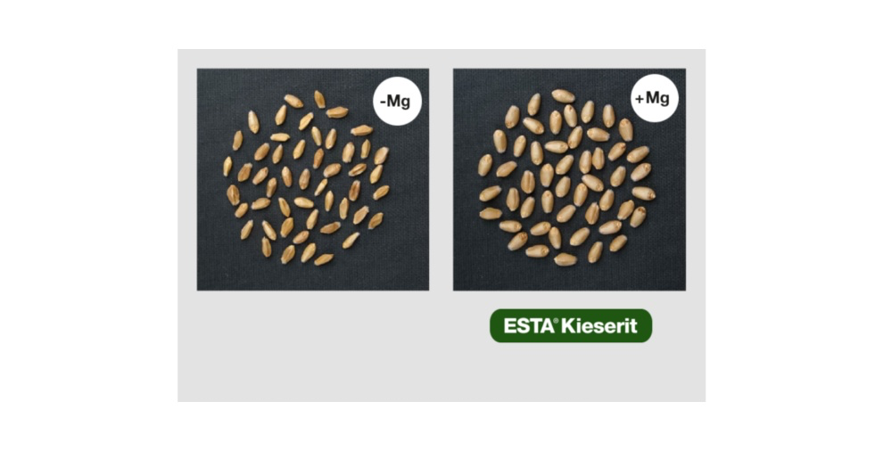 Dans le cas du blé, un apport suffisant en Magnésium augmente la masse des grains et donc le rendement. Source : Ceylan et al., 2016, Plant and Soil
