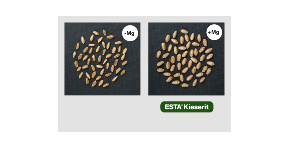 A good supply of Magnesium increases the thousand-seed weight of wheat and thus the yield. Source: Ceylan et al., 2016, Plant and Soil