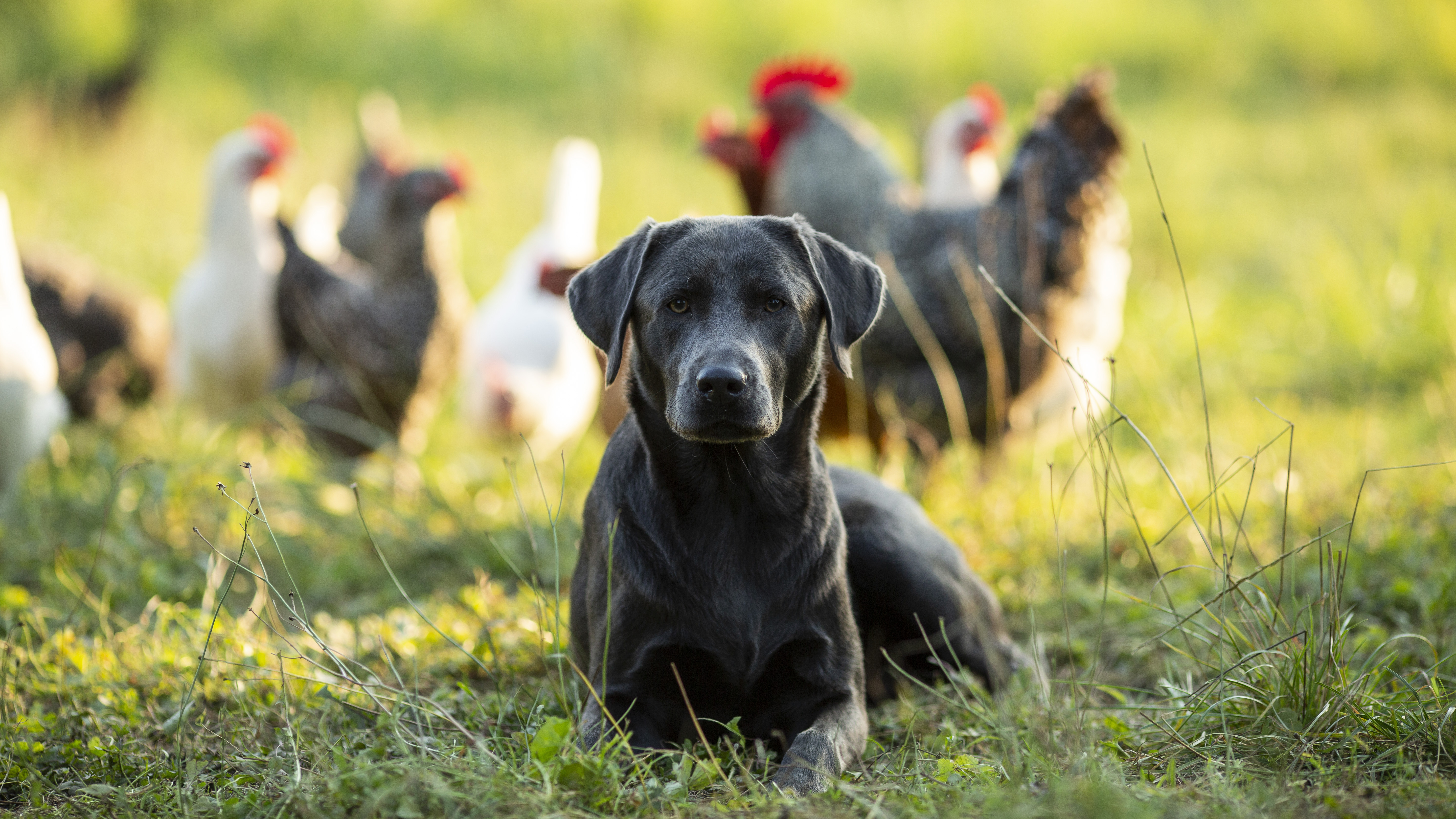Dog guarding chickens (16:9)