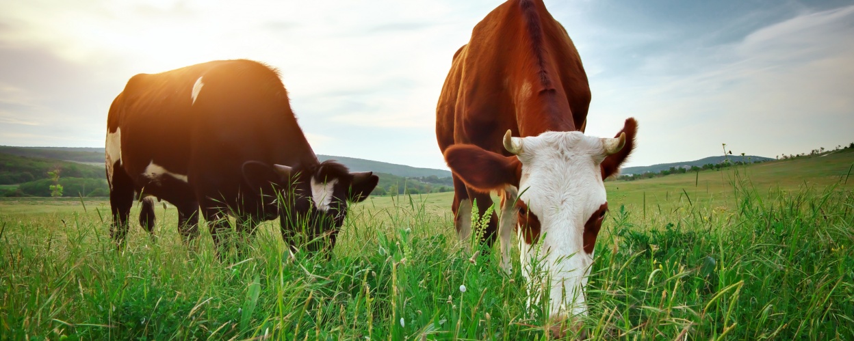 Deux vaches dans un vert pâturage