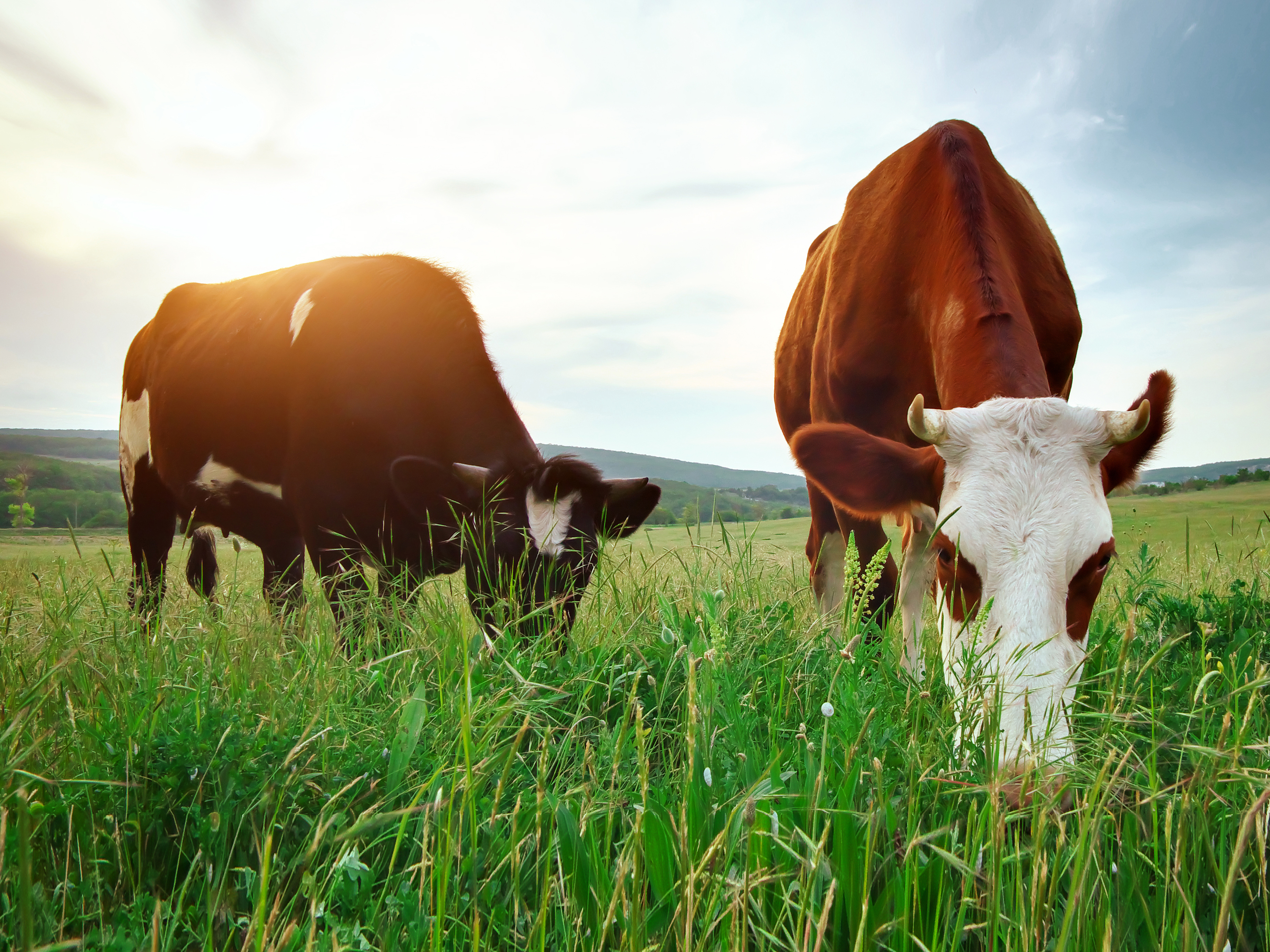 Two grazing cows (4:3)