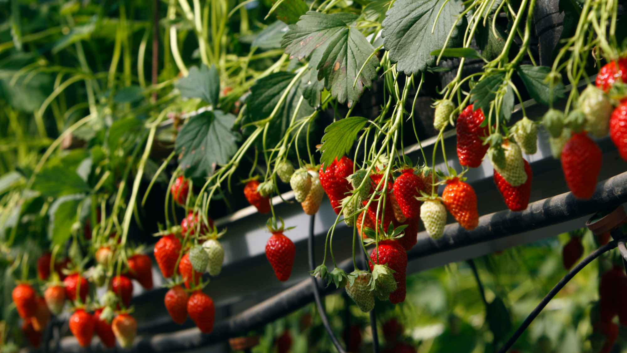 Fraises sous serre